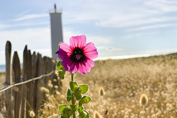 Une fleur rose au premier plan devant le Feu de Grosse Terre flou, illustration d'une id&eacute;e de sortie en Vend&eacute;e avec le jeu de piste Enigmania.